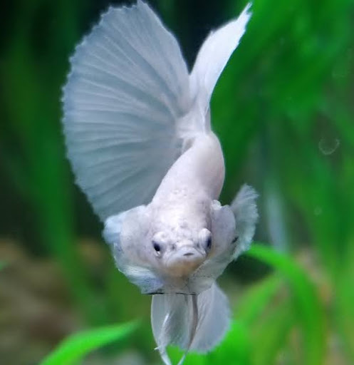 betta.dealer.3000