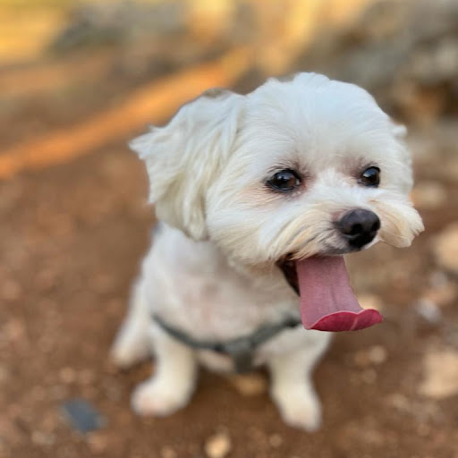 ozer.liam16 liam ozer