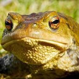 Анатолий Ли