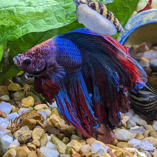 Betta Mom