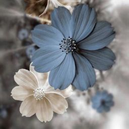 نگین بهزادی