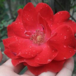 Summaiya Gul (Googala)