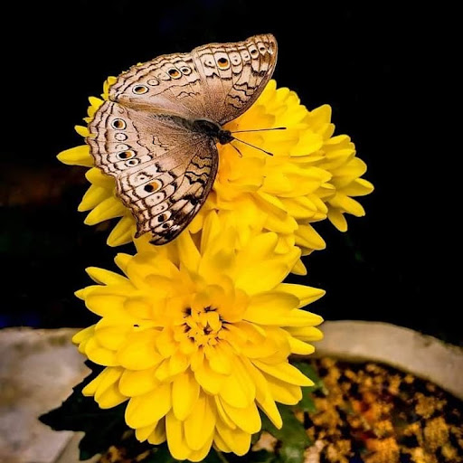 Muhammad Rabiul Islam