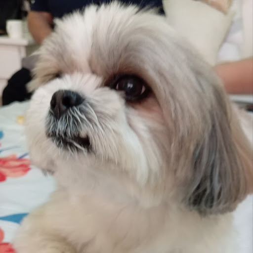 Geiel-Sofia Gallemit