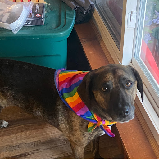 Alex Flynn (SonicSugar)