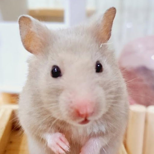 ก้อนฝุ่น