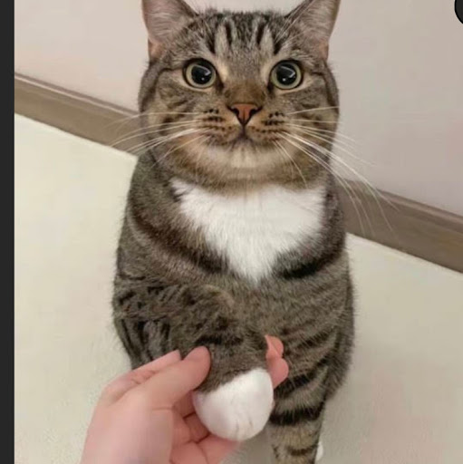 にくまんじゅう