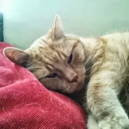 Bas Baten (Bas Beest)