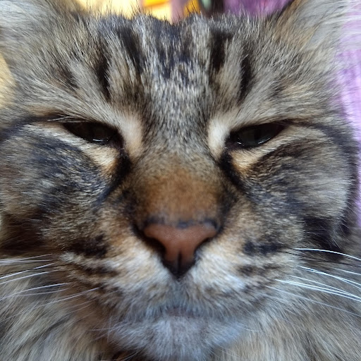 Cat Williams (Cat)