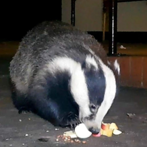 Wallace the Badger and Friends