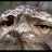 Dissappointed Frogmouth-avatar