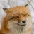 FOX ÙWÚ-avatar