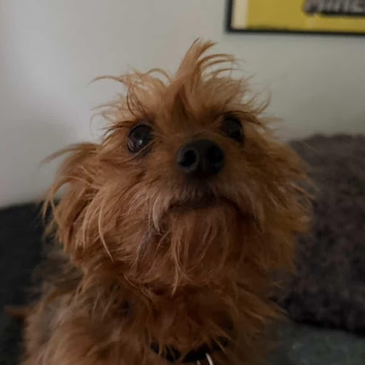 PerroBetto
