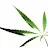 mary marijuana-avatar