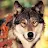 Badwolf 400-avatar