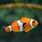 SL Fish Lovers-avatar