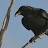 Raven-avatar
