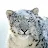 SnowyLeopard - Peter-avatar