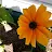Yellow Flower Orange Flower-avatar