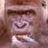 Gorilla Amy-avatar