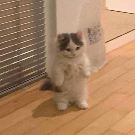 you'reacatwearecatswearesolazy