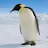 Penguin-avatar