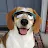Banyan The Beagle-avatar