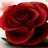Red Rose-avatar