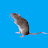 Team Rat-avatar