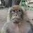 Monkey gameplay-avatar