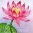 lotus star-avatar