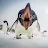 Penguins Are my favorite dinosaur-avatar