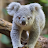 Krazy Koala-avatar