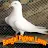Bengal pigeon Lover-avatar