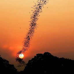 অনিরুদ্ধ চৌধুরী অবন্তিকা