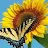 Sun Flower-avatar