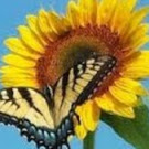 Sun Flower