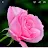 Pink Rose SD-avatar