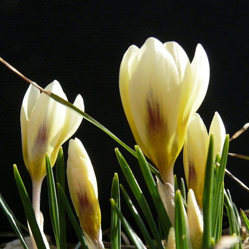 Bohemian Blossom