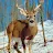 Deer Deer-avatar