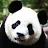 Panda Panda-avatar