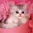 Creamy kitty-avatar