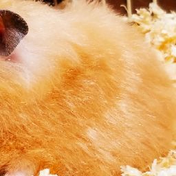 メイズ ランナー 日本語吹替版 Google Play の映画