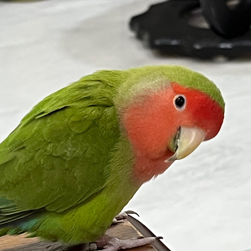 author