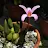 jeffs orchid collection-avatar