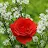Sweet Rose Rose88-avatar