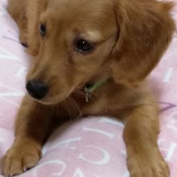 ラーメンマップ 地図からポイントが高いラーメン店を探す Google Play のアプリ