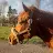 Schleich Horse Lover 100-avatar