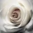 whiterose 1964-avatar