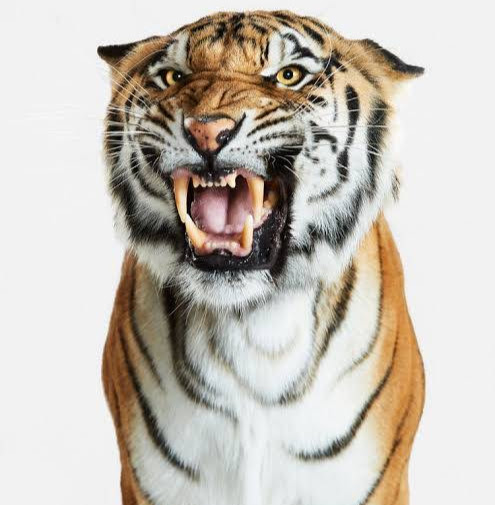 Bengal Tiger
